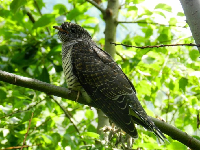 Птица Cuculus canorus