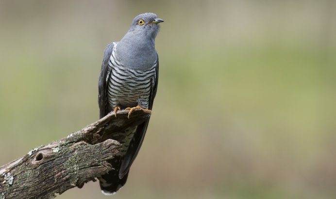 Кукушка Оренбургская область