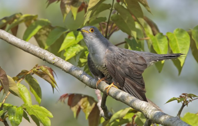 Кукушка птица