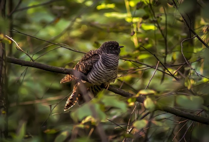Лесная Кукушка