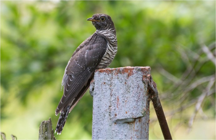 Черноухая Кукушка