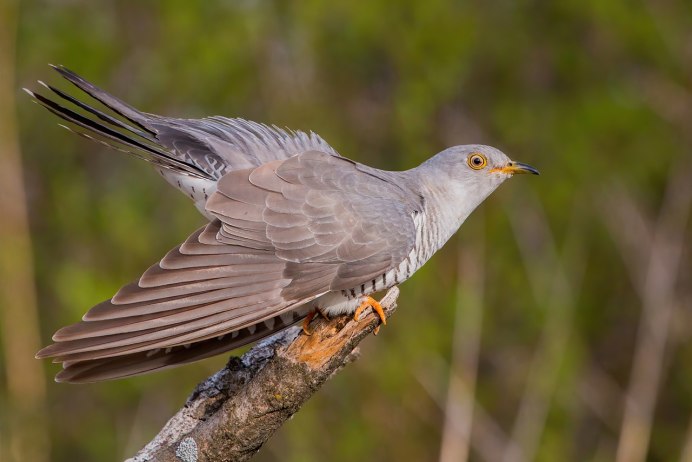 Кукушка Cuculus canorus