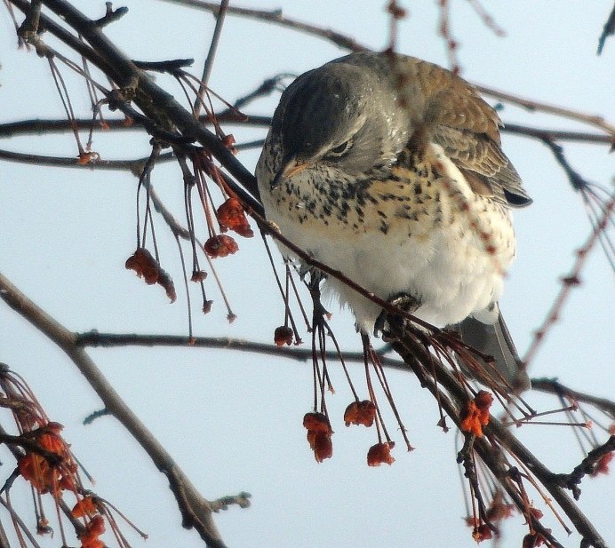 Дрозд рябинник Fieldfare turdus pilaris