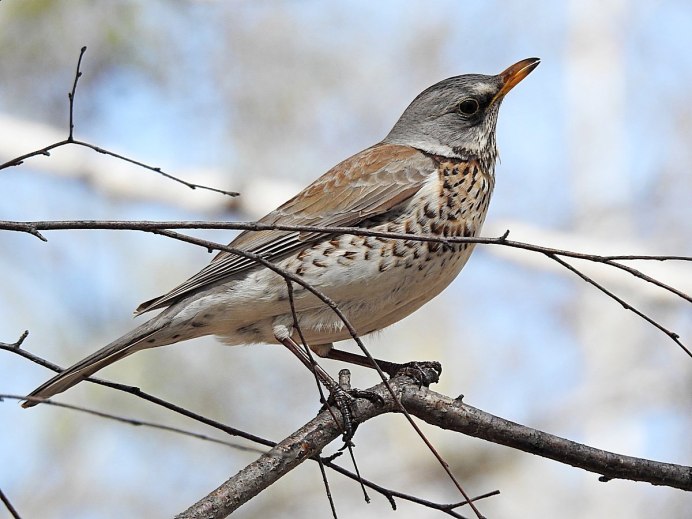 Рябинник (turdus pilaris