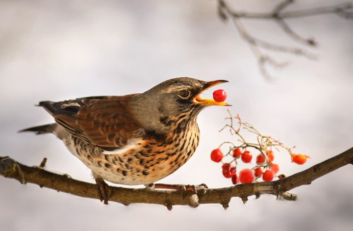 Дрозд рябинник Fieldfare turdus pilaris