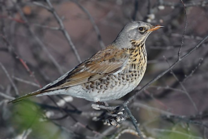Дрозд-рябинник (turdus pilaris)