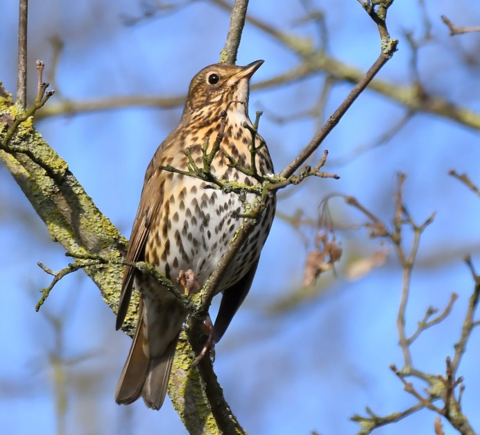 Дрозд рябинник Fieldfare turdus pilaris