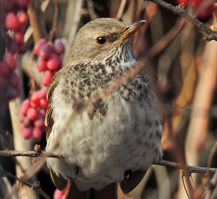Дрозд-деряба (turdus viscivorus)