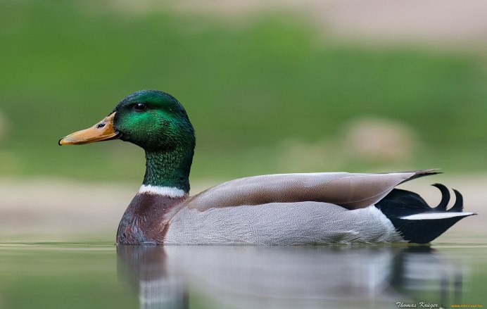 Кряква утка