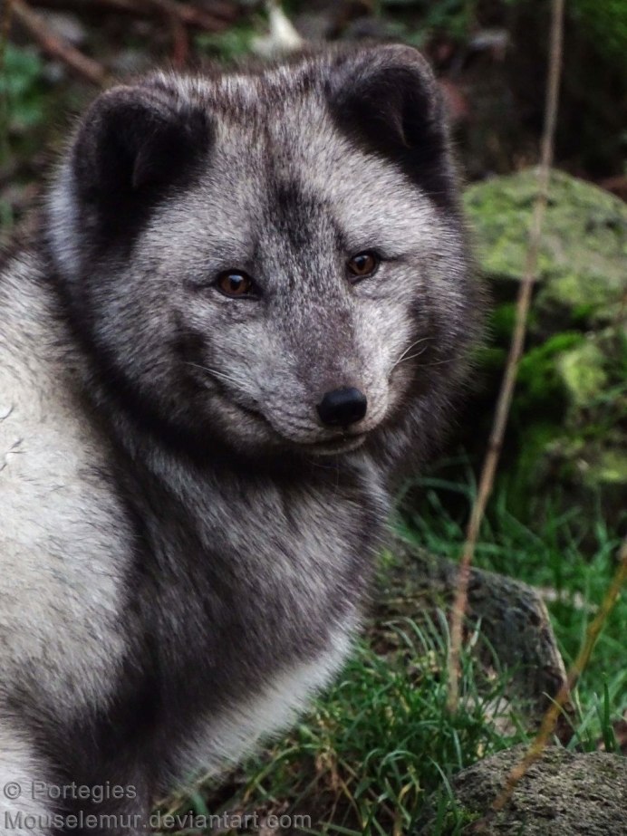 Медновский голубой песец Alopex lagopus semenovi