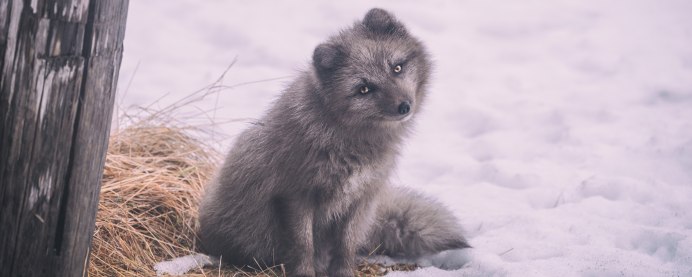 Голубая норка с песцом