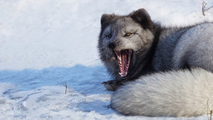 Песец обои
