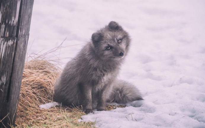 Песец (Alopex lagopus)