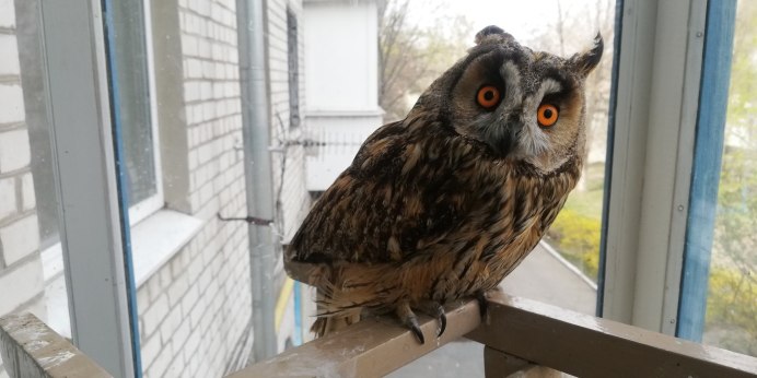 Белолицые совки