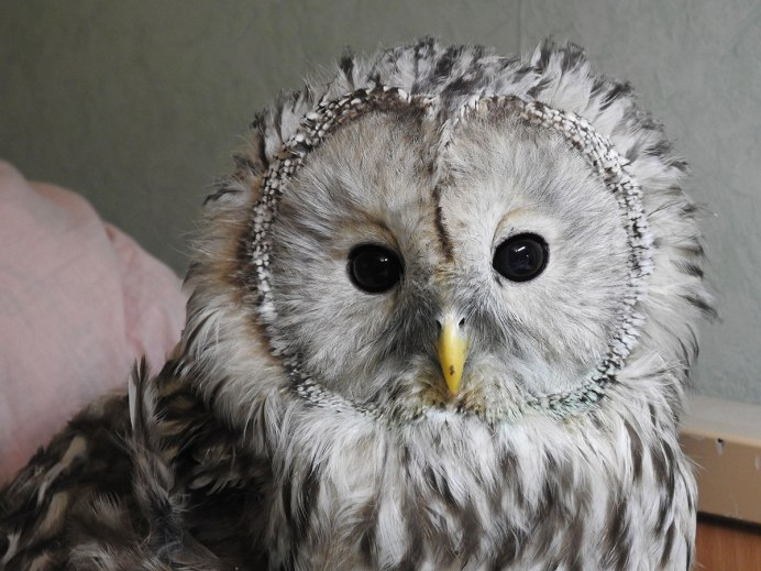 Сова болеет