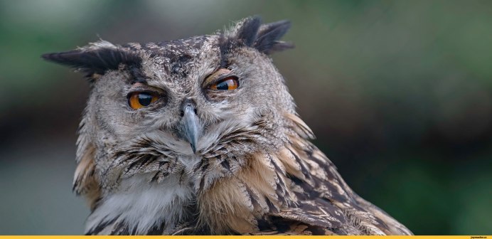 Упоротый Филин