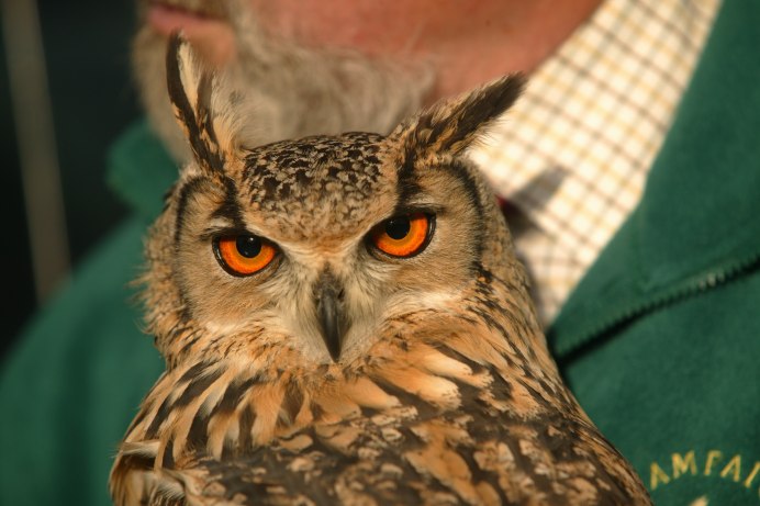 Бодрый Совенок