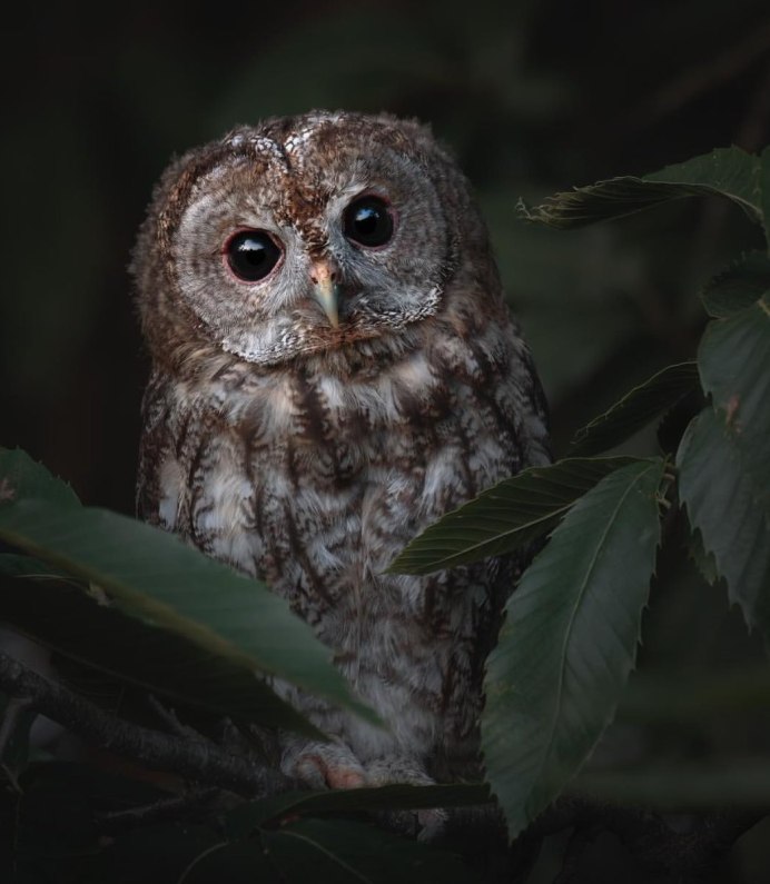 Пальцы Совы