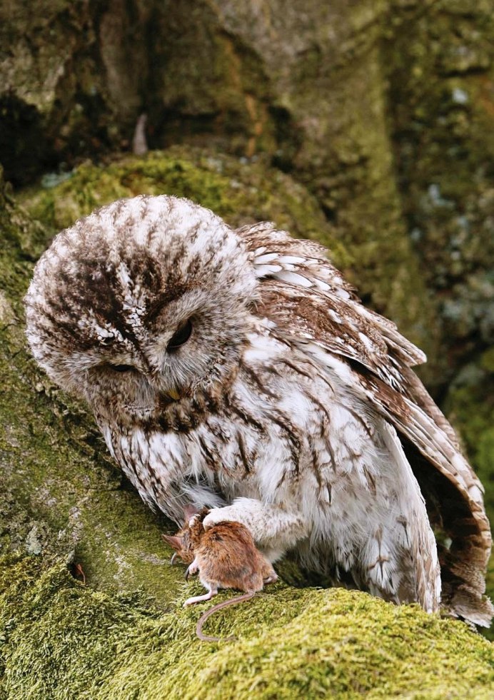 Прикольные Совы