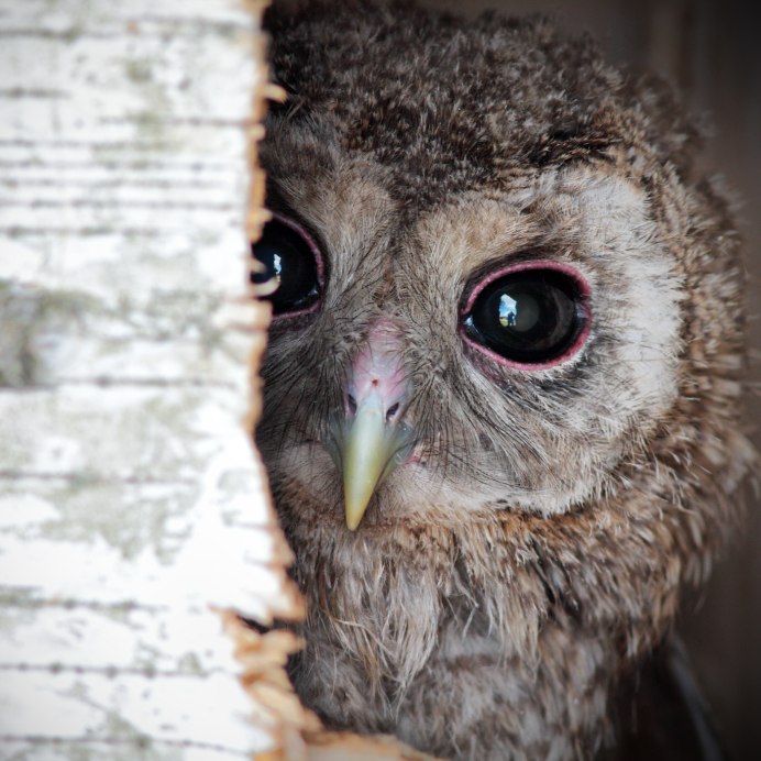 Грустная Сова