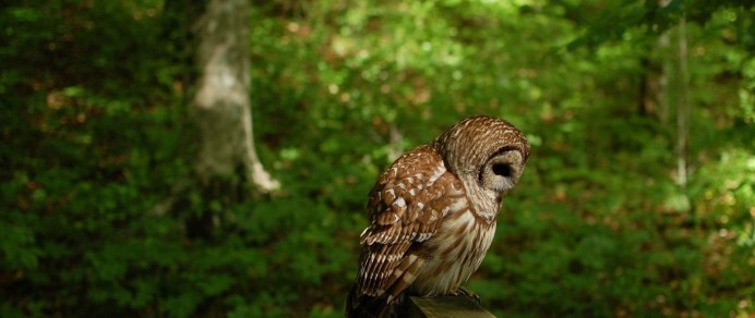 Сова на подоконнике