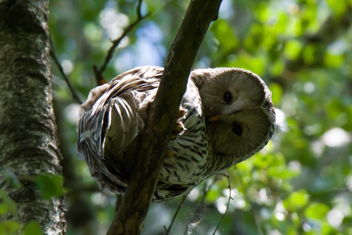Плачущая Сова