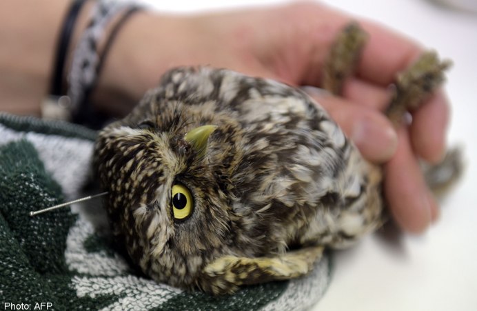 Грустный Совенок