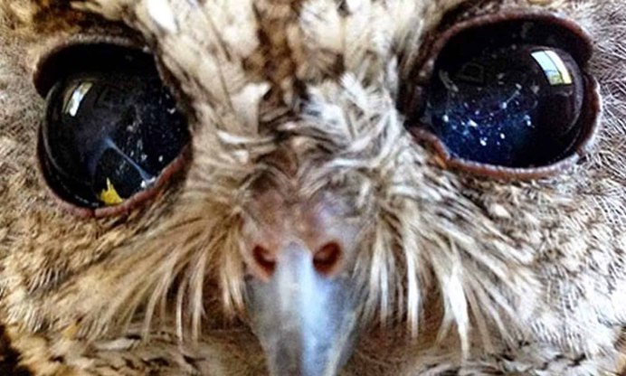 Кот похожий на сову