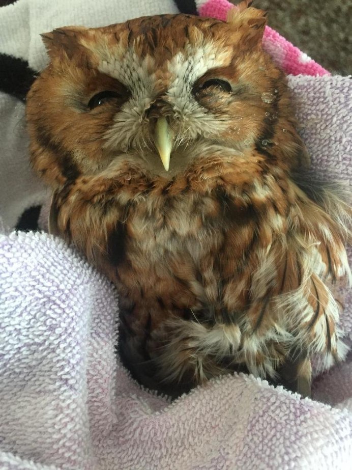 Лысый Филин