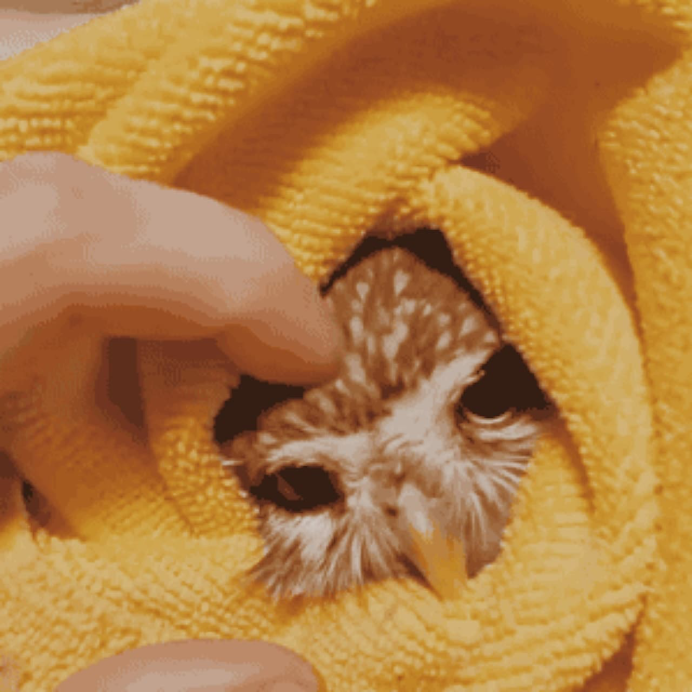 Филин Ленинградской области