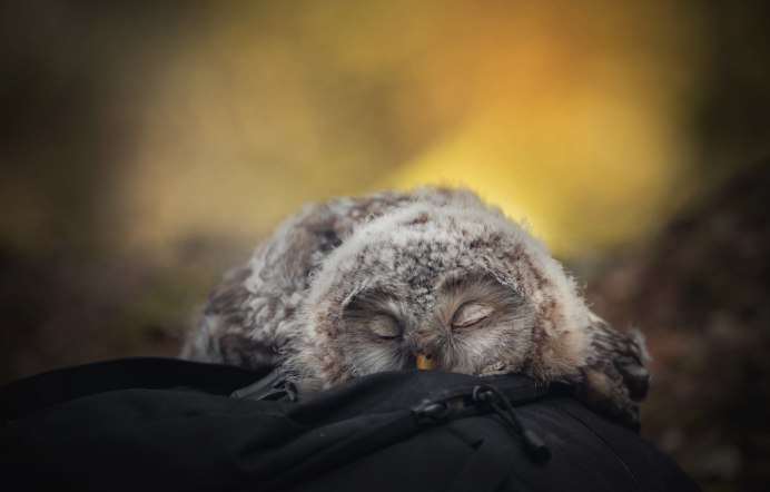 Птенец КС большими глазами