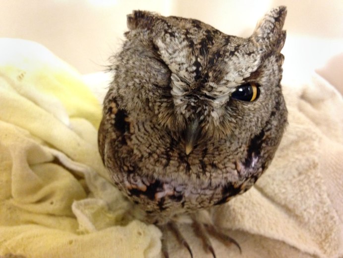 Птица обнимает