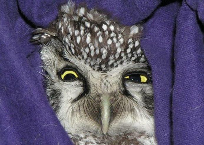 Совята спят в квартире