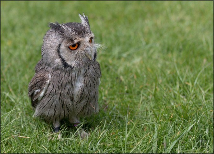 Доброй ночи Сова