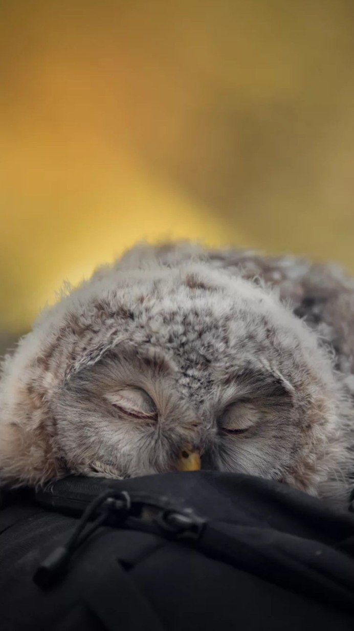 Градусник мультяшка