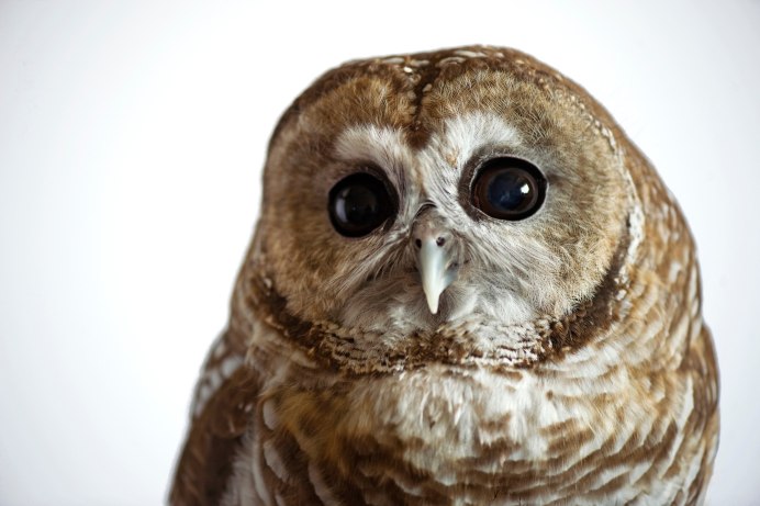 Сонная Сова