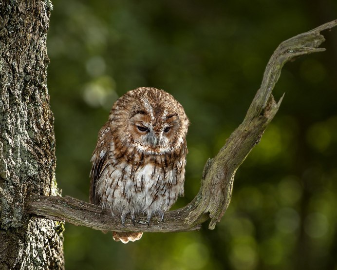 Уставший Совенок