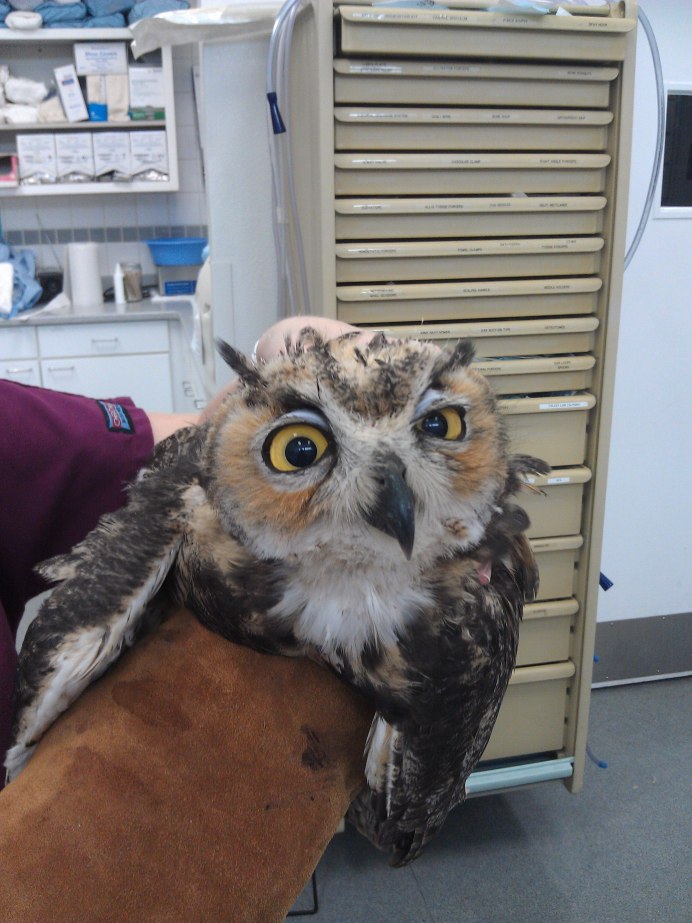 Серая неясыть меланист