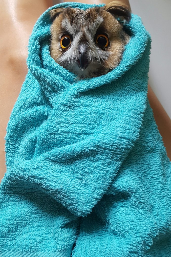 Бразильская неясыть