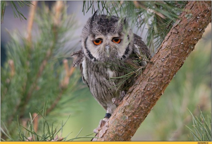 Сонная Сова сплюшка