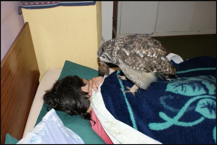 Сова с градусником