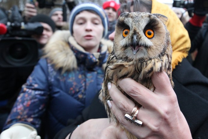 Больные Совы