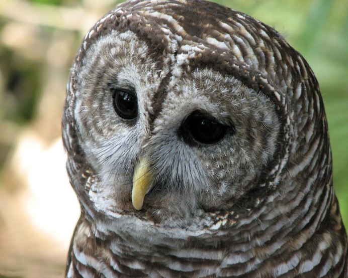 Плачущая Сова