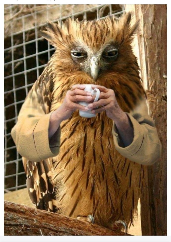 Совята спят