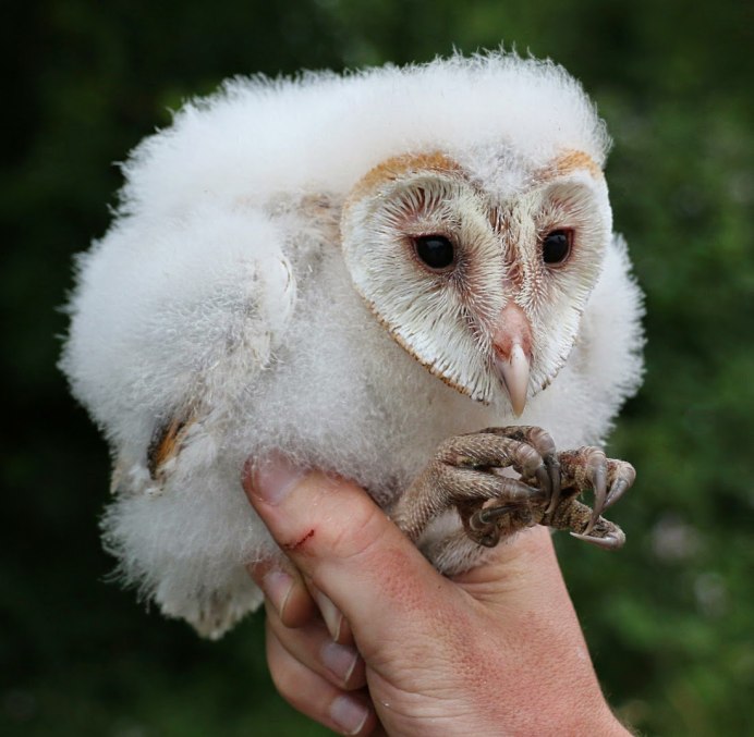 Сова зевает