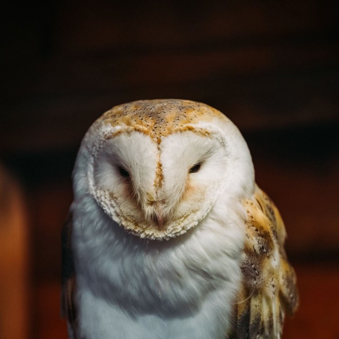 Сова скучает