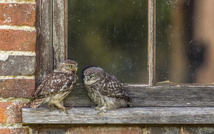 Сова с серыми глазами