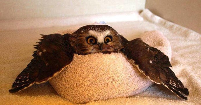 Сова с пледом
