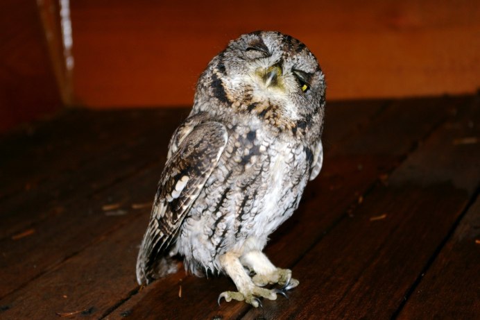 Уставшая Сова