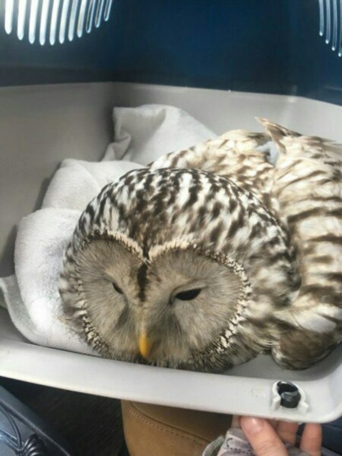 Грустный Совенок